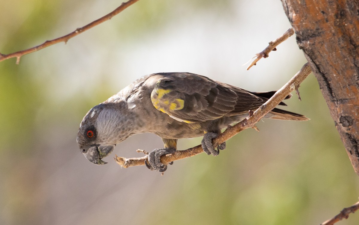 Rüppell's Parrot - ML642471567