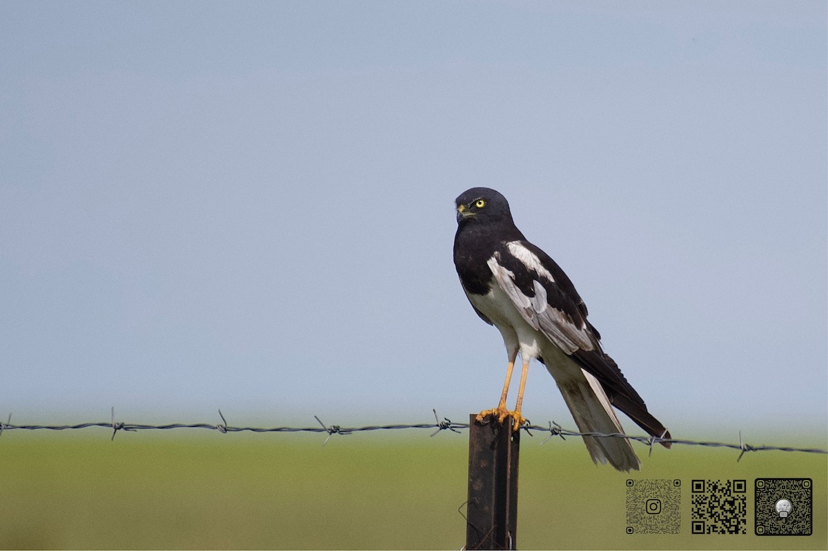 Pied Harrier - ML642471573