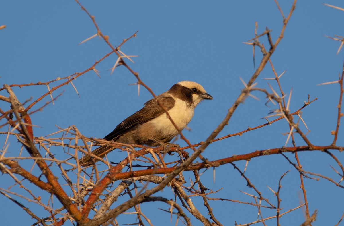 White-crowned Shrike - ML642471577