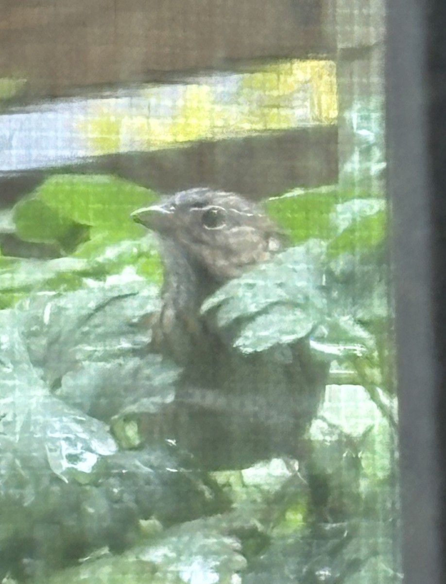 Lincoln's Sparrow - ML642471599