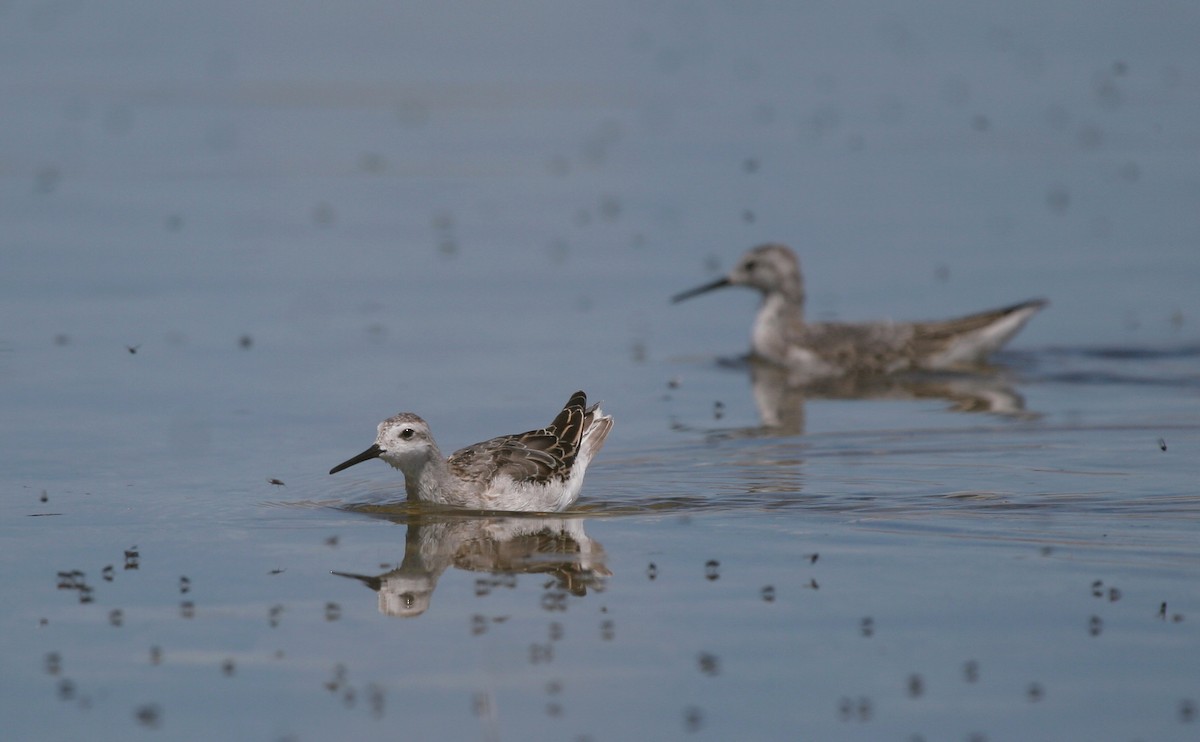 Wilson's Phalarope - ML642471602