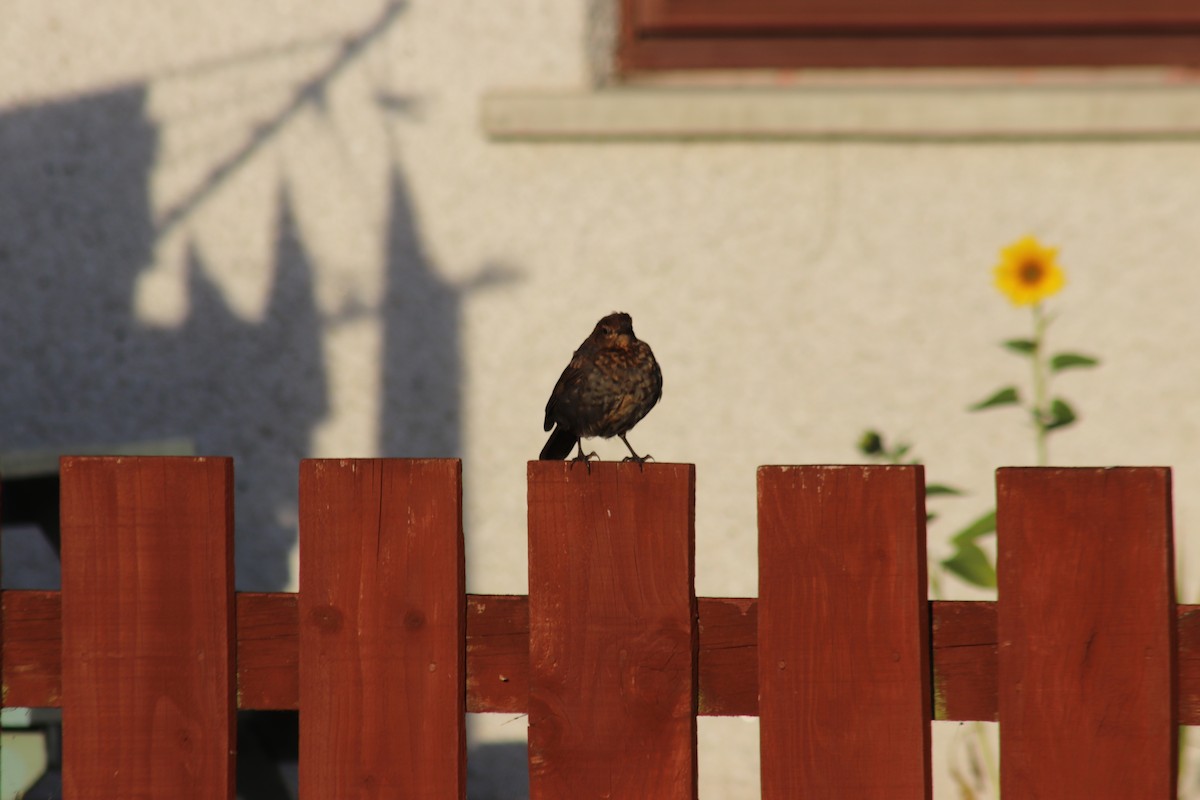 Amsel - ML642471607
