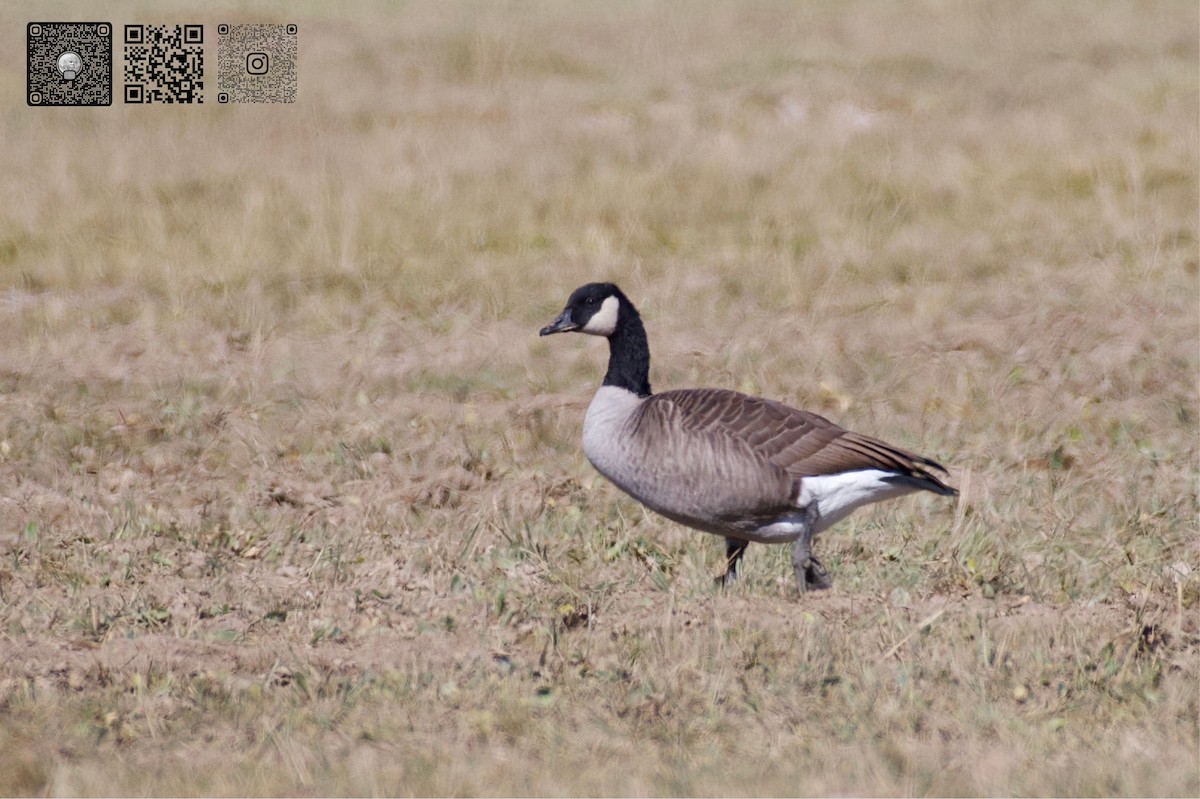 Canada Goose - ML642471612