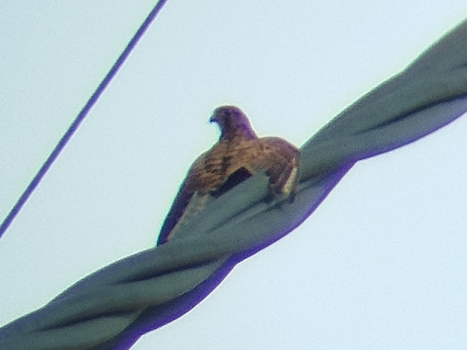 Spotted Kestrel - ML642471670