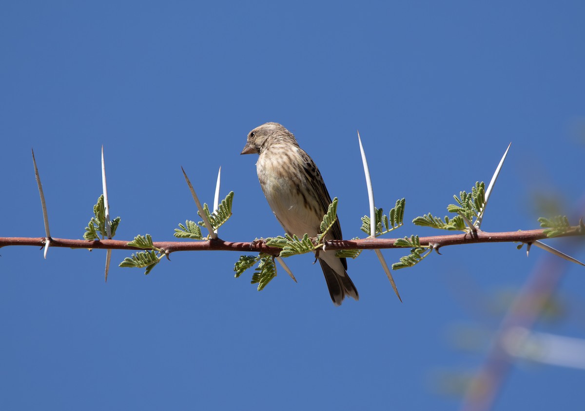 Black-throated Canary - ML642471682