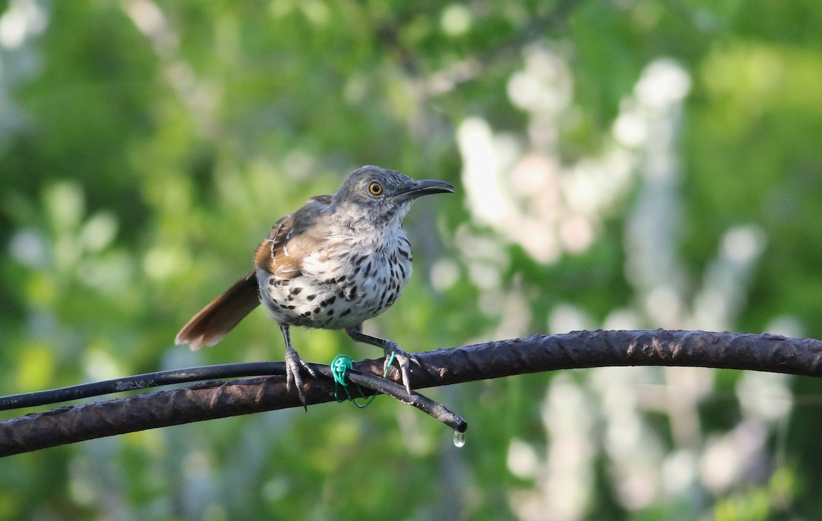 Long-billed Thrasher - ML642471683