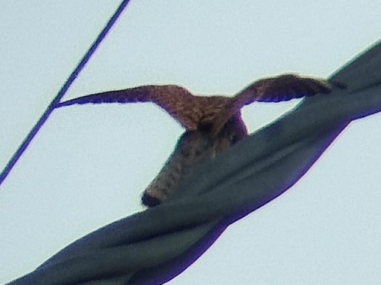 Spotted Kestrel - ML642471685