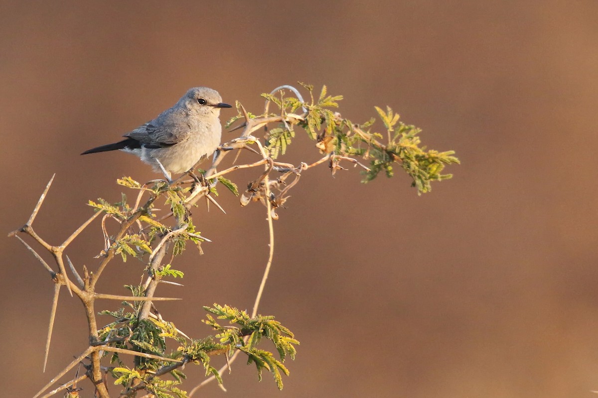 Blackstart - ML642471686