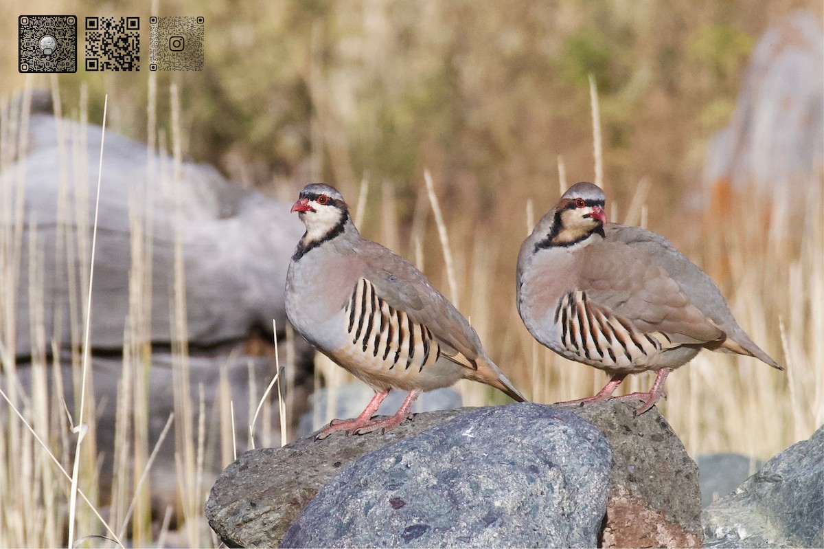 Chukar - ML642471689