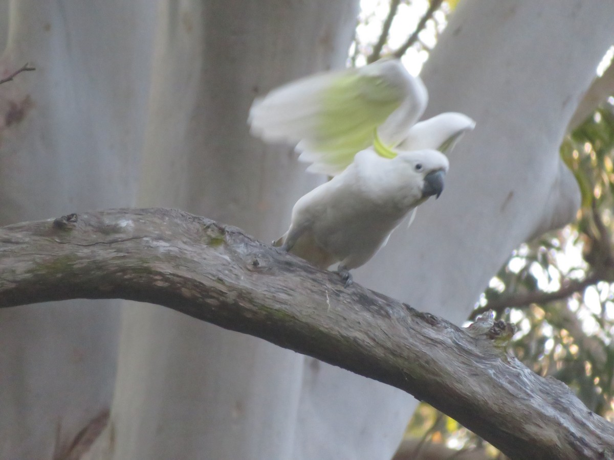Sulphur-crested Cockatoo - ML642471708