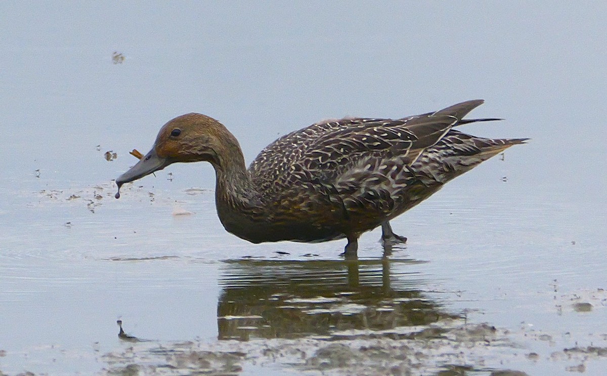 Northern Pintail - ML642471712