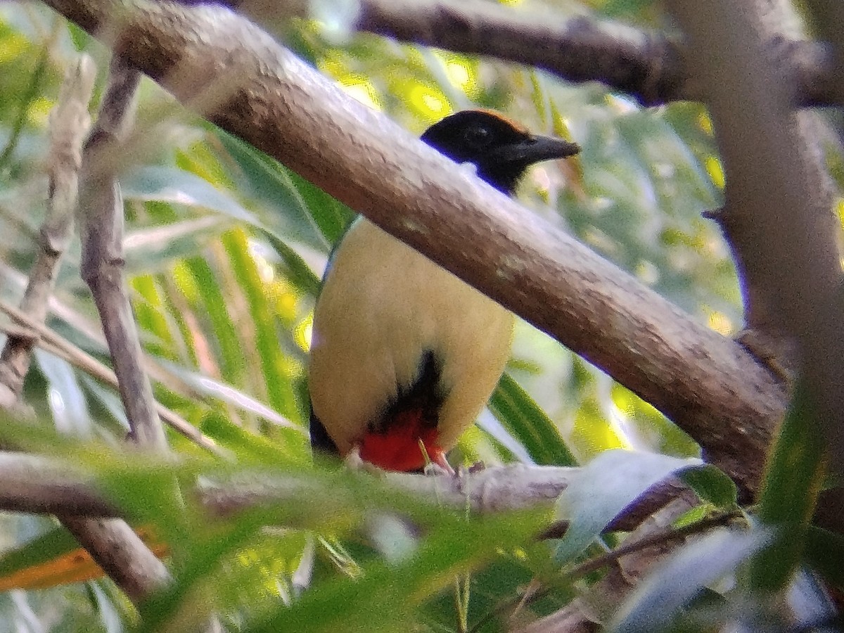 Ornate Pitta - ML642471714