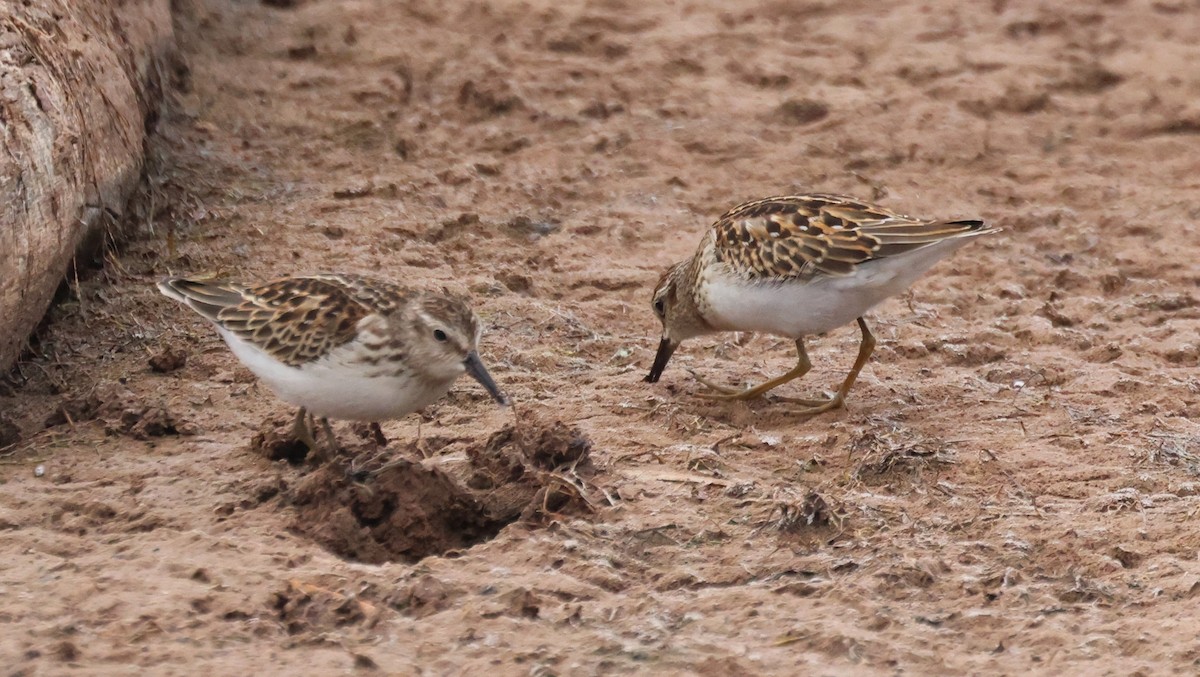 Least Sandpiper - ML642471743