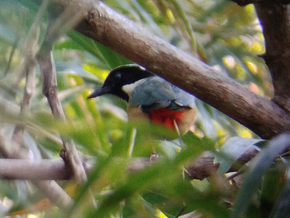 Ornate Pitta - ML642471747