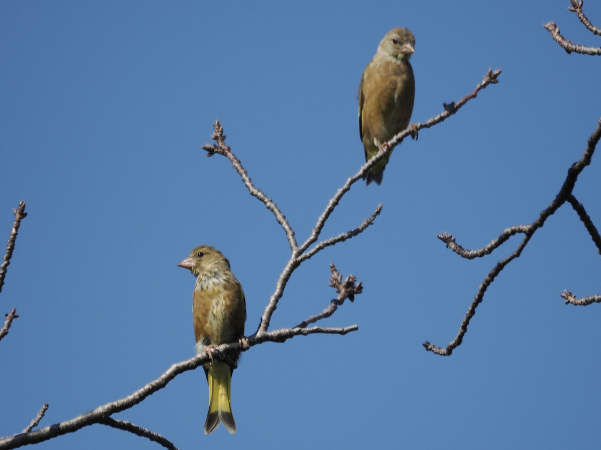 Oriental Greenfinch - ML642471763