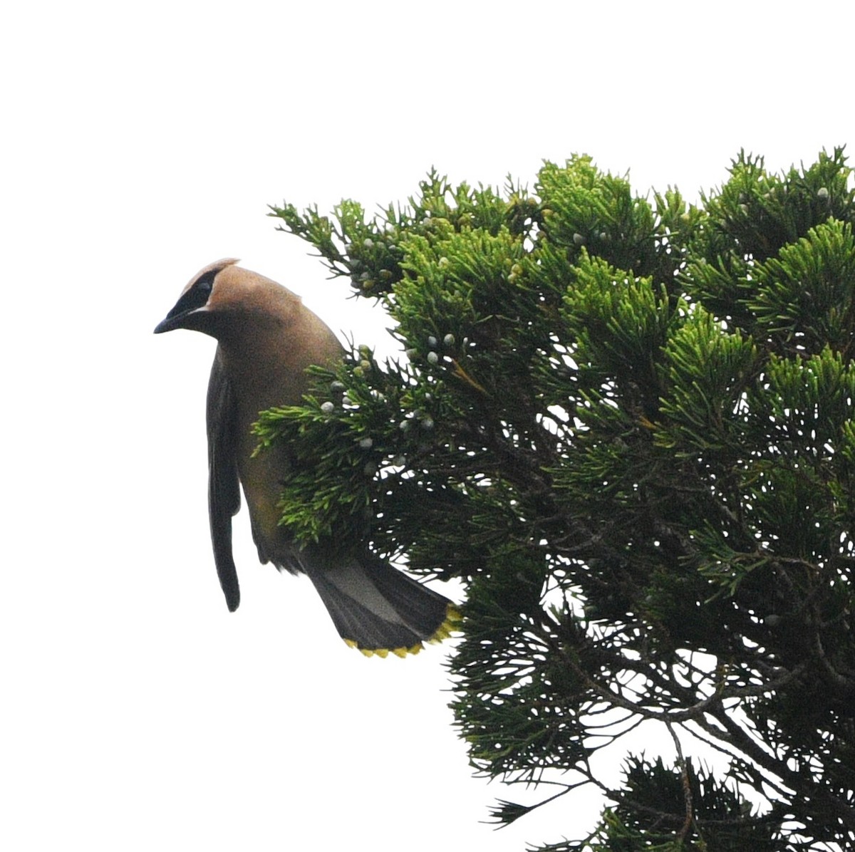 Cedar Waxwing - ML642471783