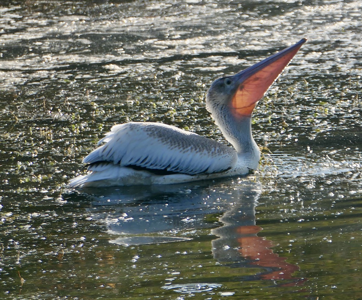 American White Pelican - ML642471791