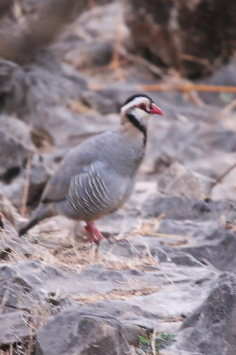 Arabian Partridge - ML642471795