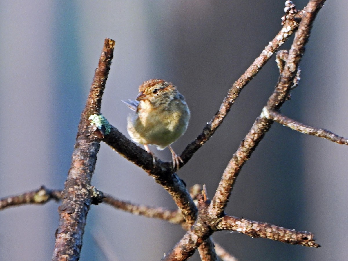 Bachman's Sparrow - ML642471807