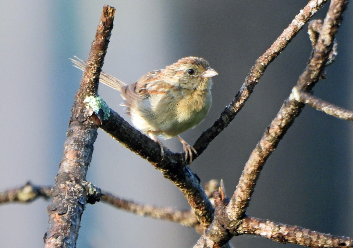 Bachman's Sparrow - ML642471812