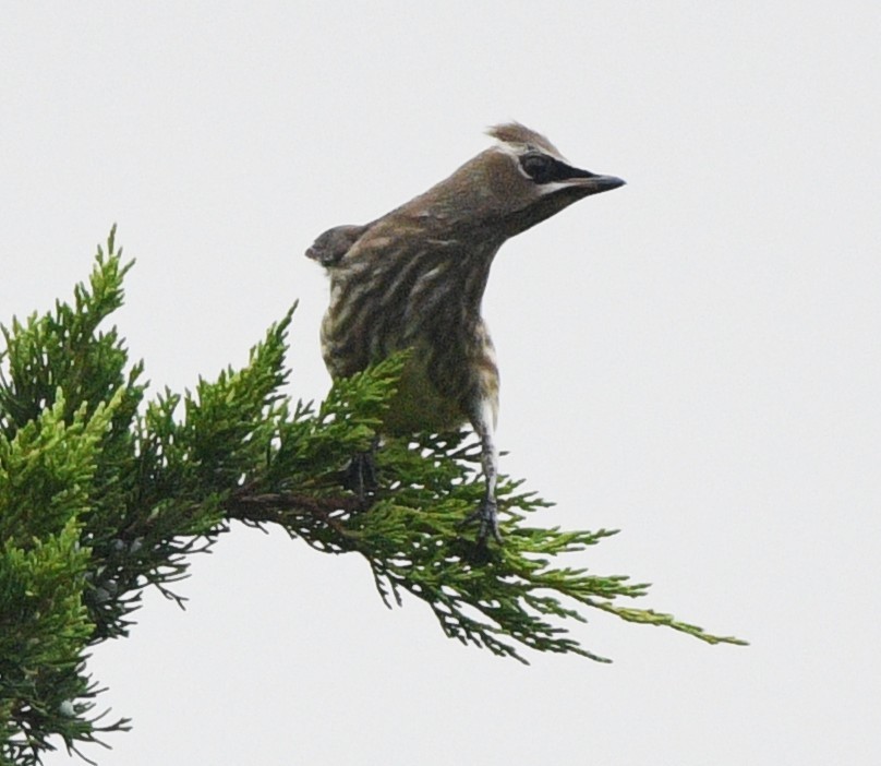 Cedar Waxwing - ML642471814