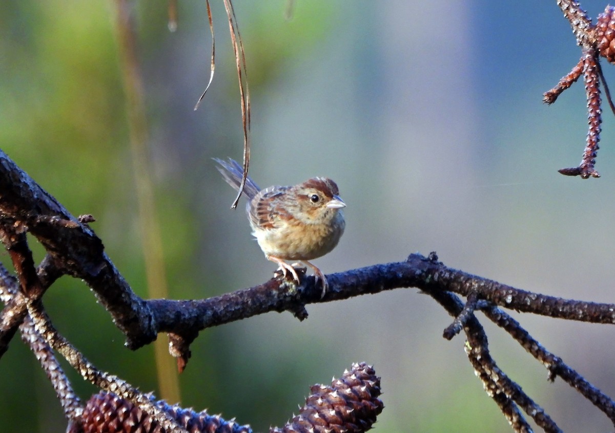 Bachman's Sparrow - ML642471823