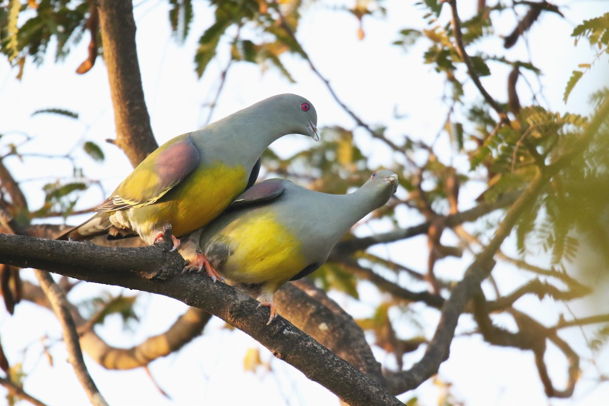 Bruce's Green-Pigeon - ML642471843