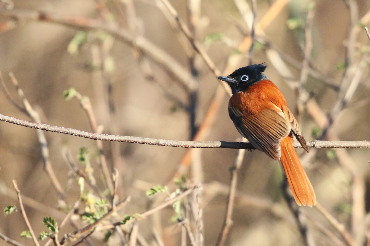 African Paradise-Flycatcher - ML642471867