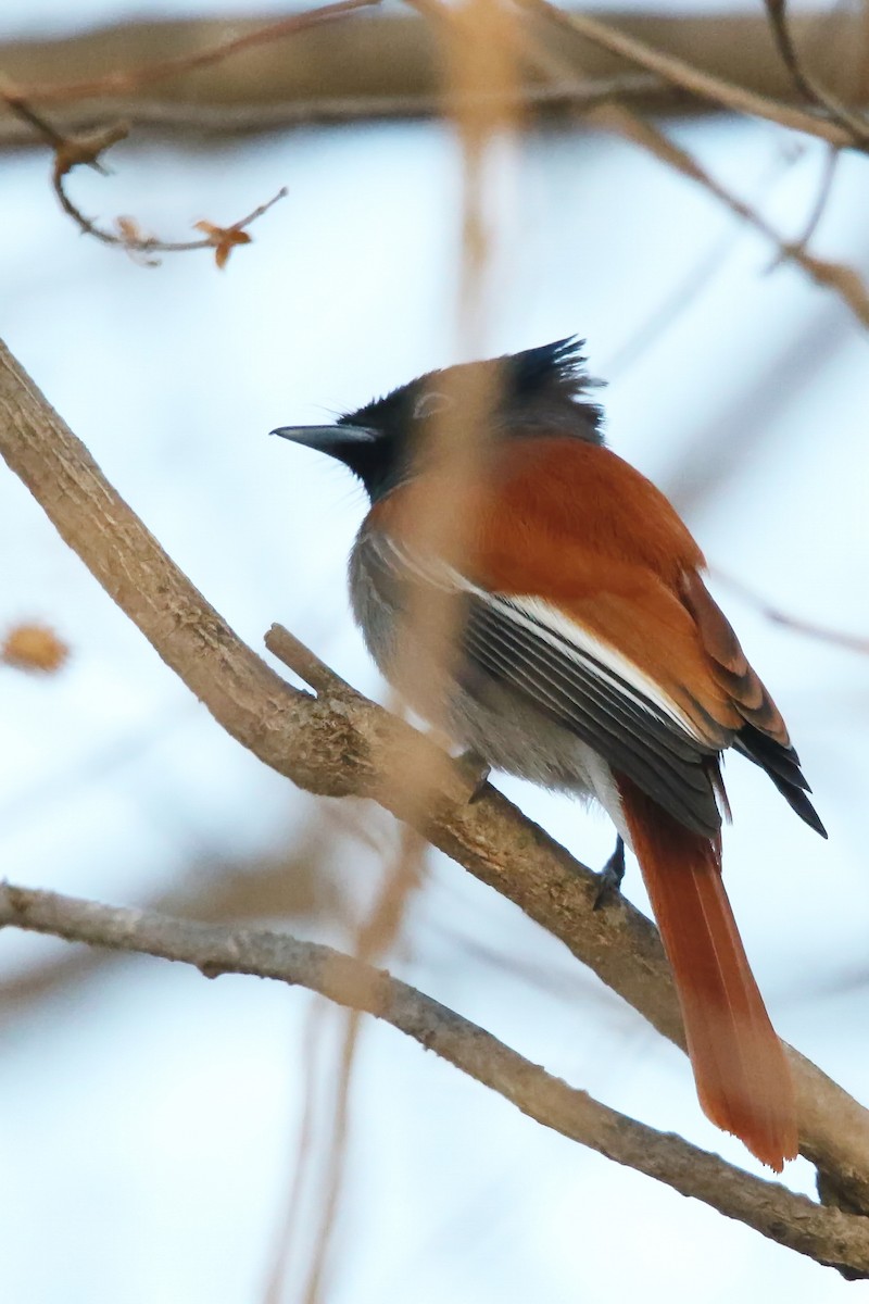 African Paradise-Flycatcher - ML642471868