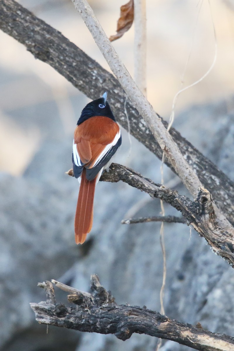 African Paradise-Flycatcher - ML642471870