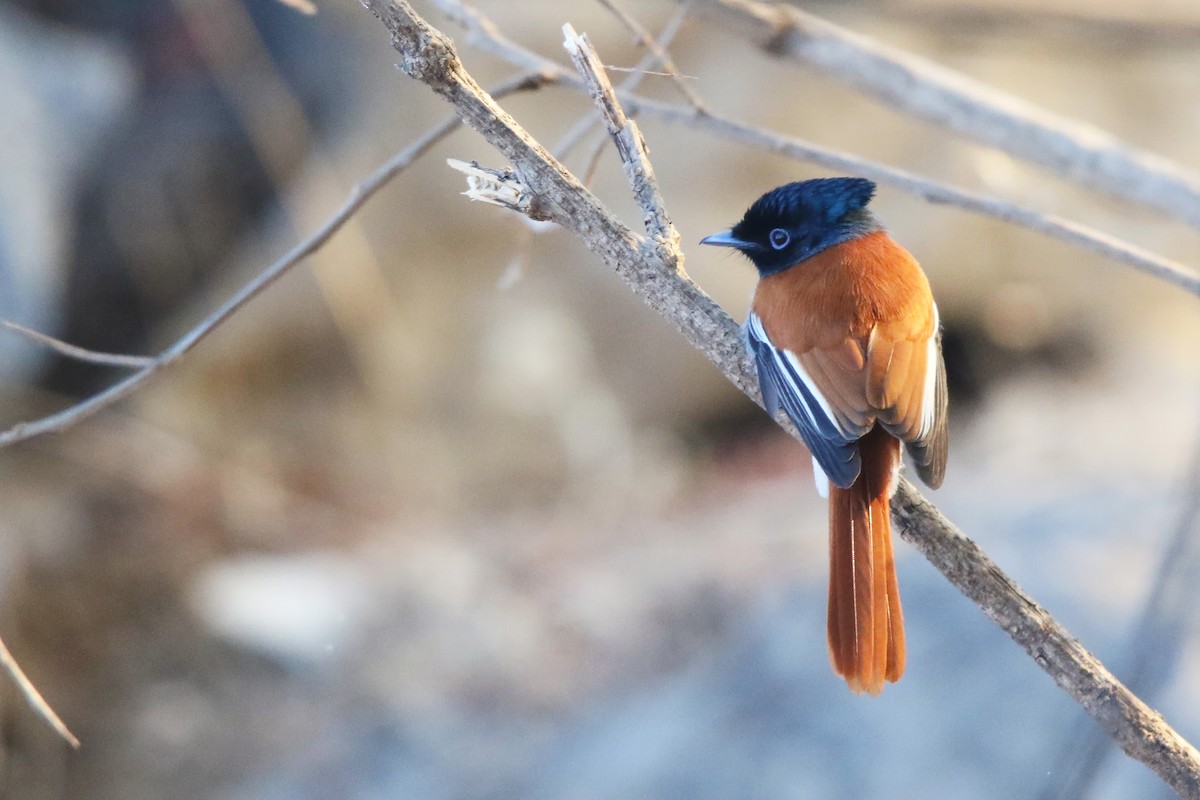 African Paradise-Flycatcher - ML642471871