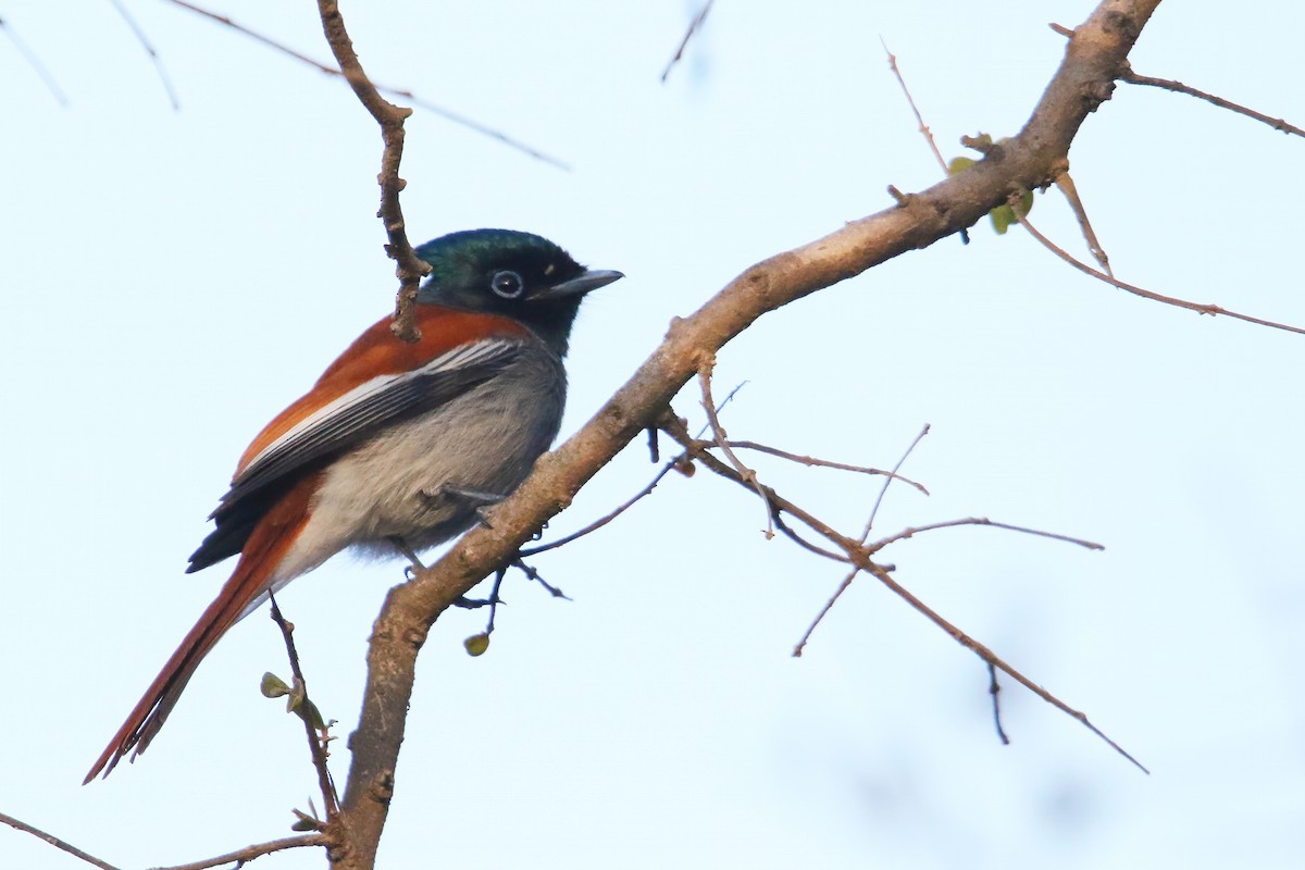 African Paradise-Flycatcher - ML642471872