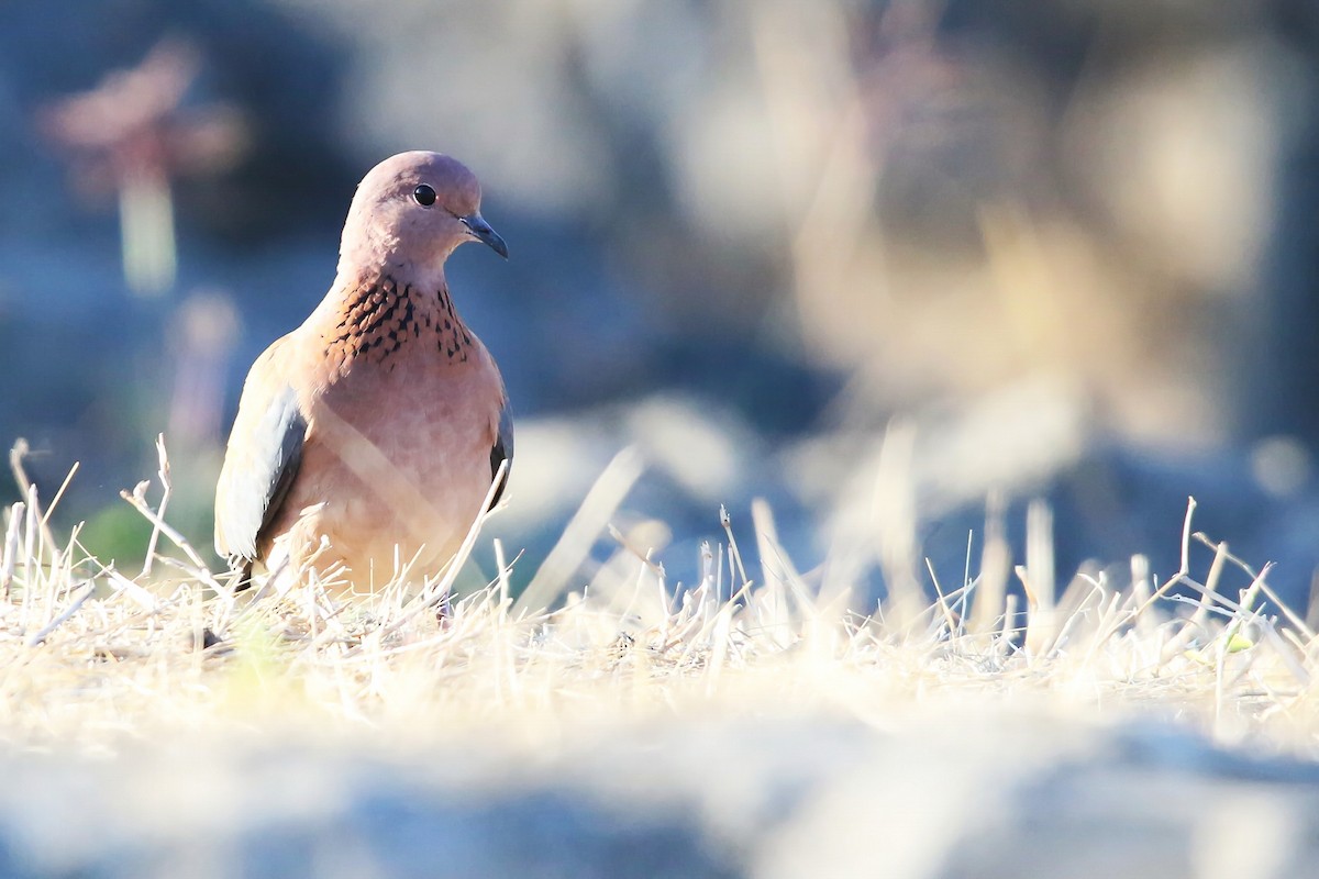 Laughing Dove - ML642471883
