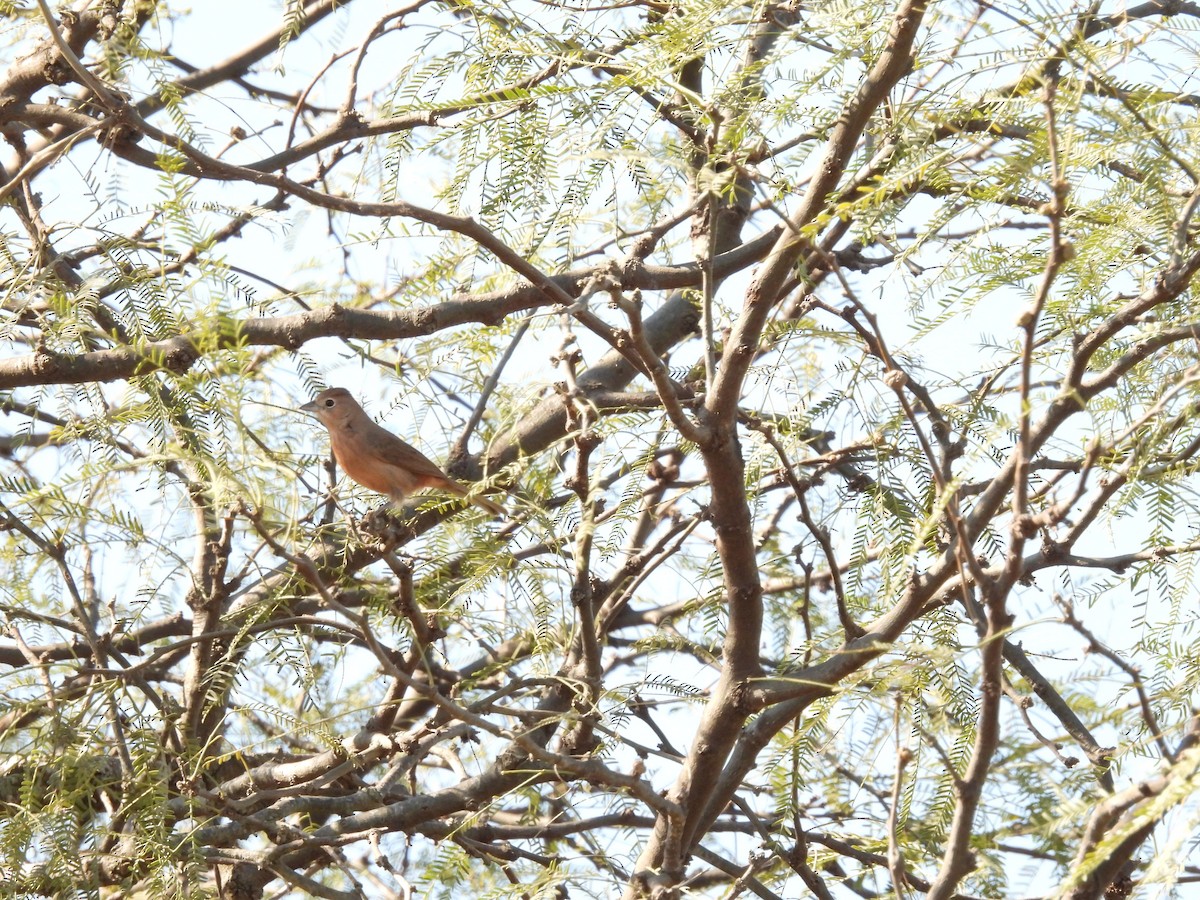 Red-crested Finch - ML642471908