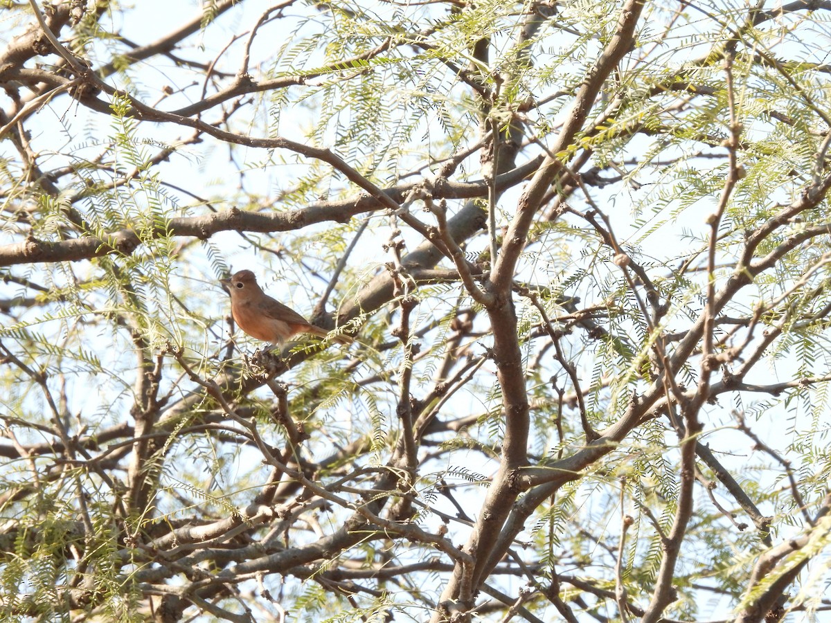 Red-crested Finch - ML642471909