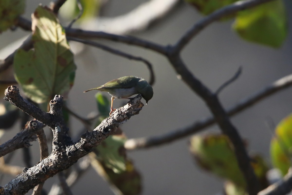 Abyssinian White-eye - ML642471925