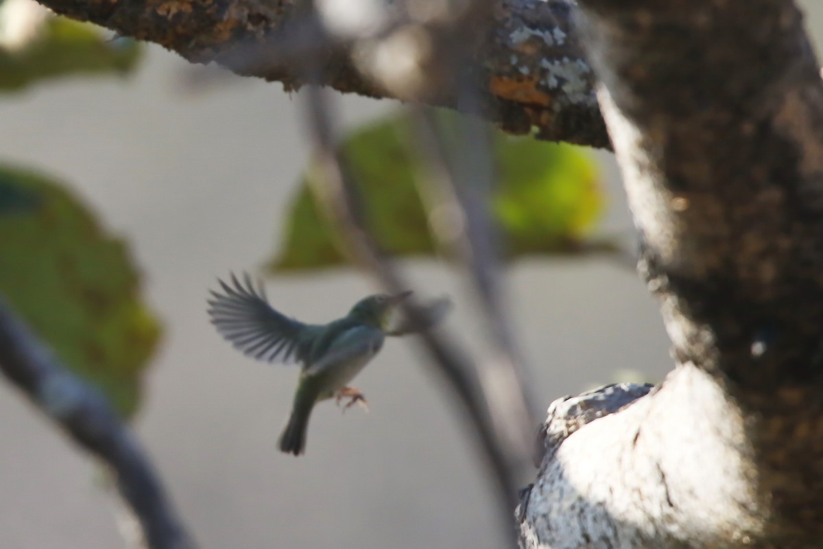Abyssinian White-eye - ML642471926