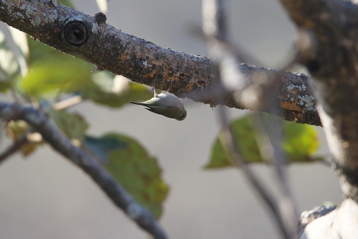 Abyssinian White-eye - ML642471927
