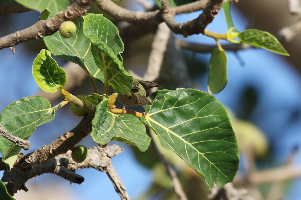 Abyssinian White-eye - ML642471928
