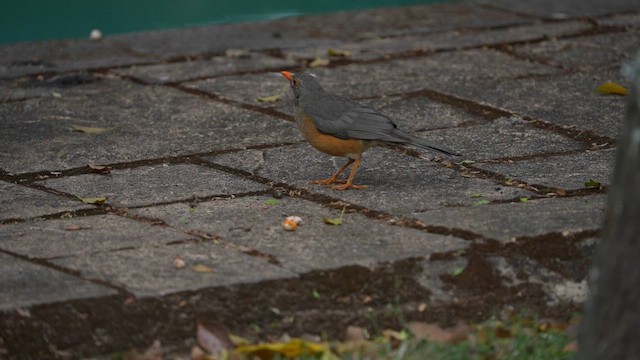 Kurrichane Thrush - ML642471931