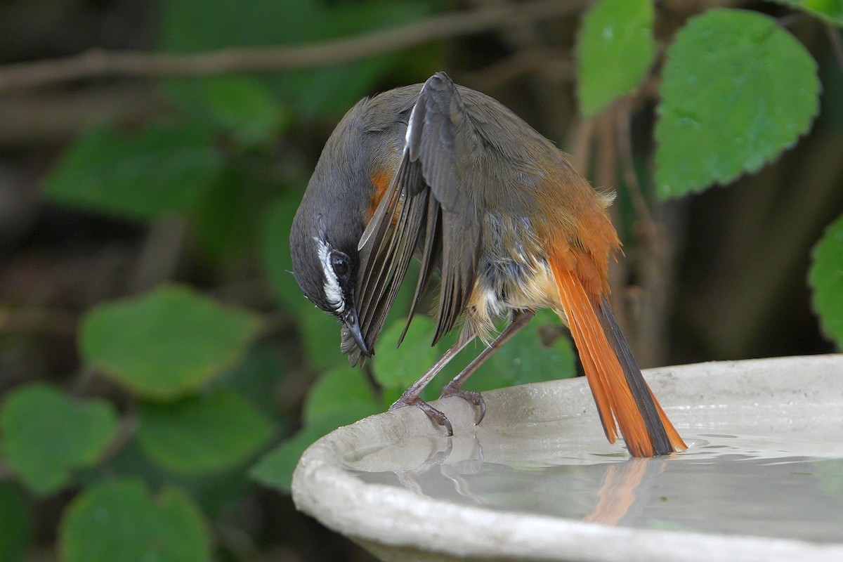 Cape Robin-Chat - ML642471935