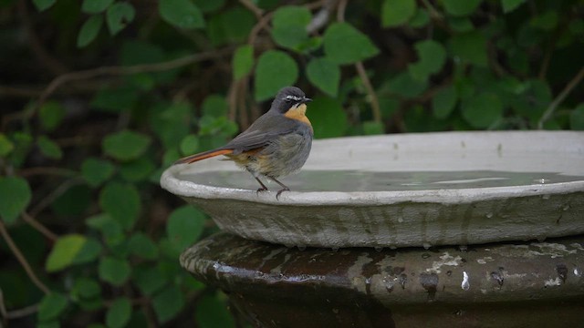 Cape Robin-Chat - ML642471940