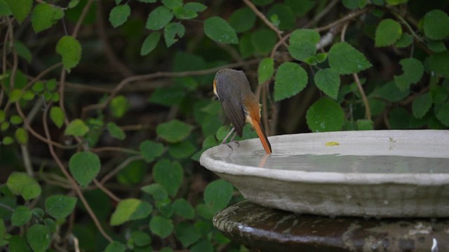 Cape Robin-Chat - ML642471941