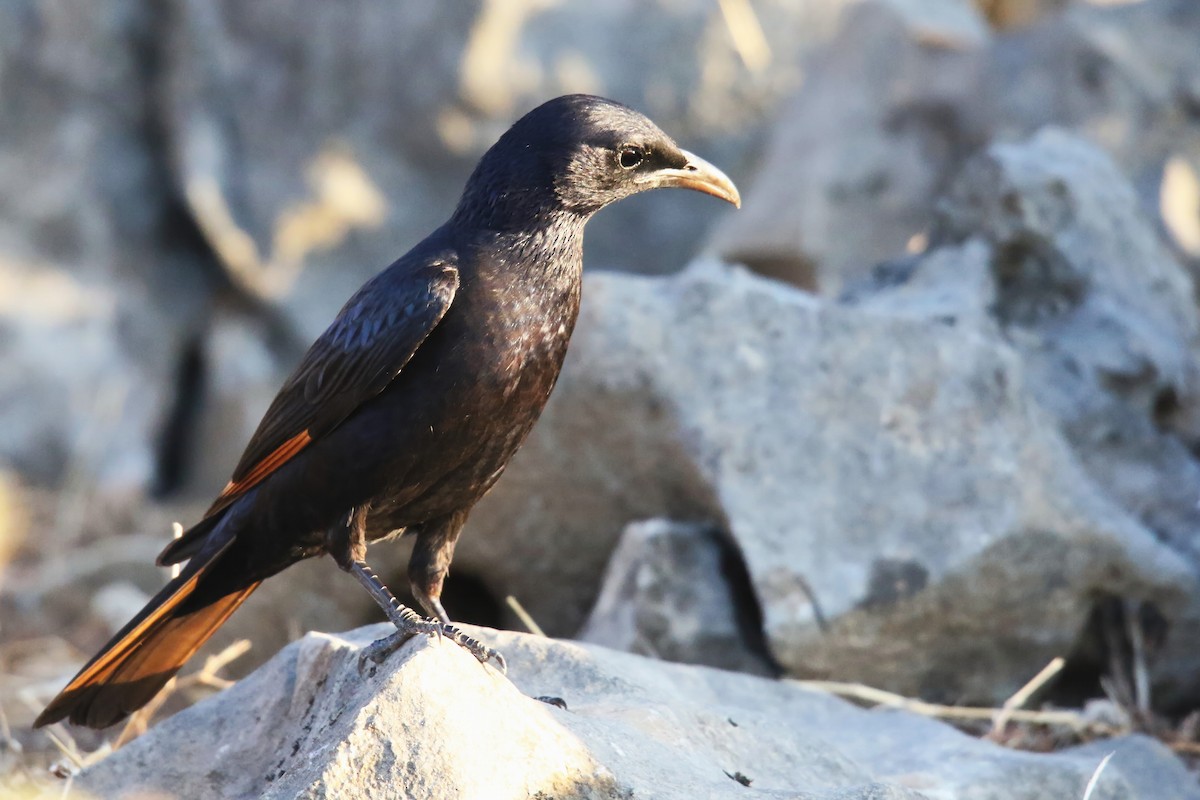 Tristram's Starling - ML642471961