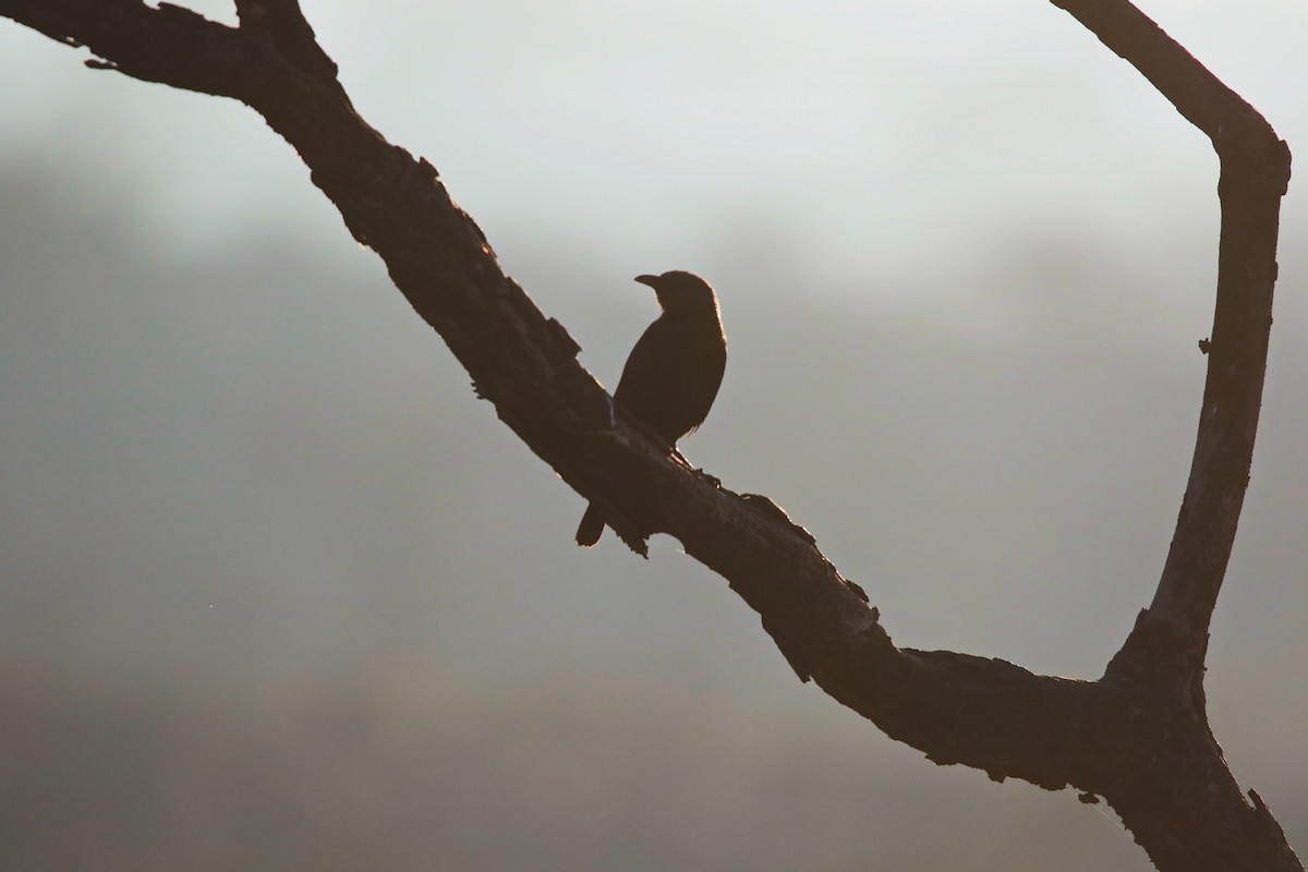 Tristram's Starling - ML642471962