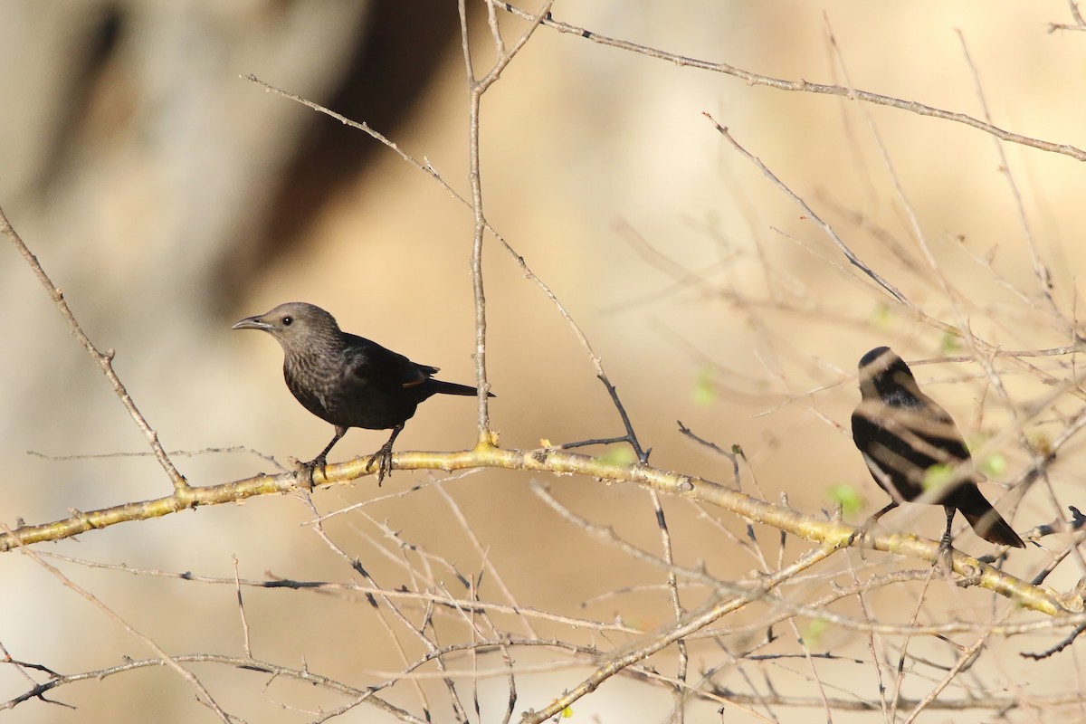 Tristram's Starling - ML642471963