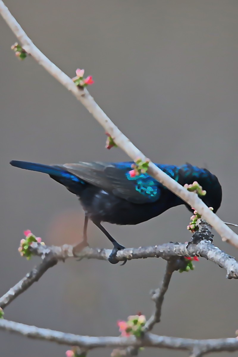 Palestine Sunbird - ML642471976