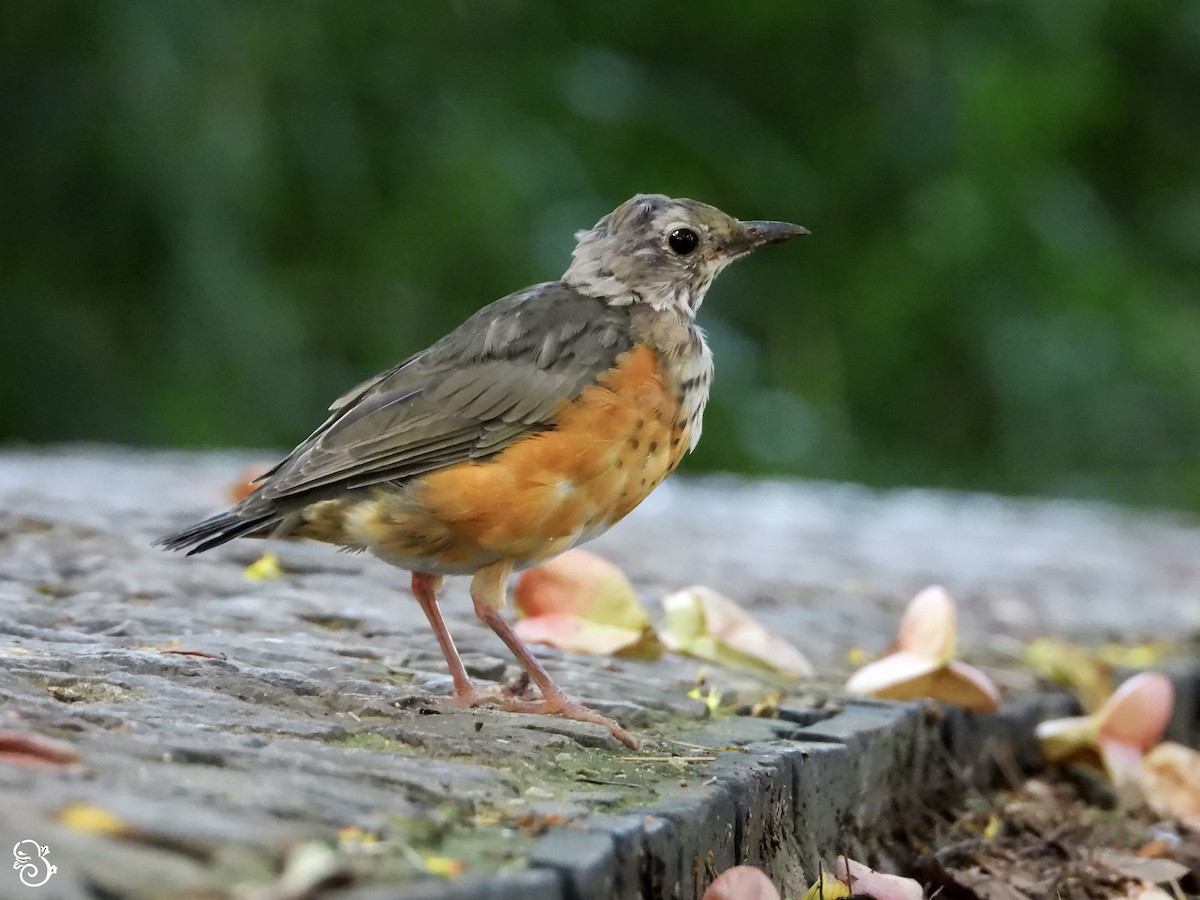 Gray-backed Thrush - ML642471986