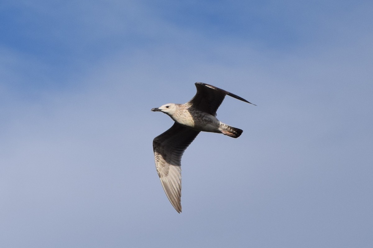 Caspian Gull - ML642471993
