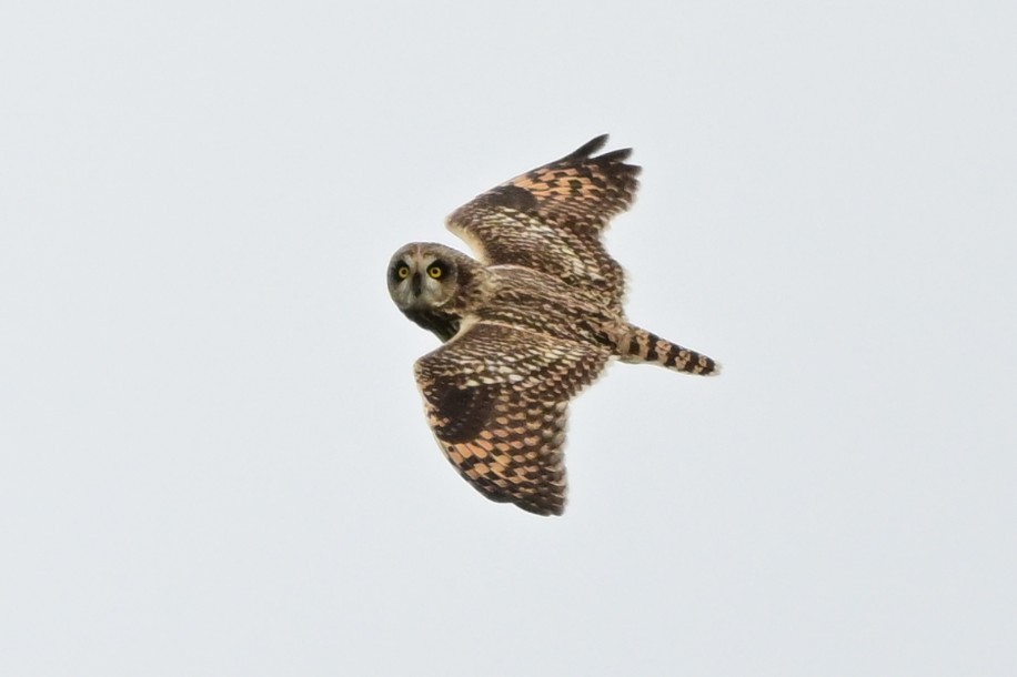 Short-eared Owl - ML642471996